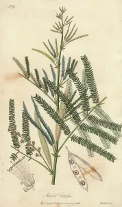 Draughtsman Prints: Catechu tree, Acacia catechu