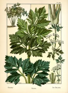 J. Milesi Prints: The Celery (colour litho)