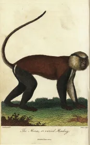 Singe Prints: Cercopitheque de Brazza - Mona or varied monkey