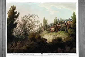 G. Dascher Prints: Chasing a tiger out of his den