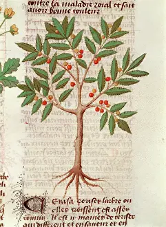 Cherry Tree Prints: Cherry tree