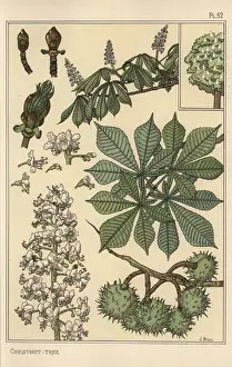 Grasset Prints: Chestnut tree botanical study, 1897 (lithograph)