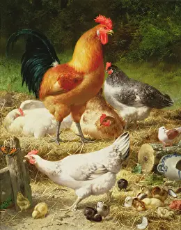 Eugene Remy Maes Prints: Chickens