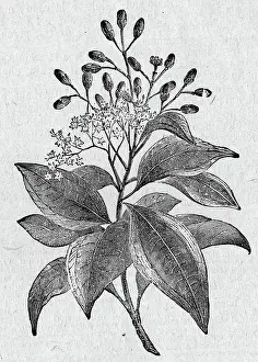 Herb Prints: Cinnamon