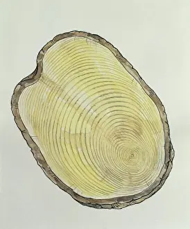 One Object Prints: Close-up of the cross section of a tree trunk