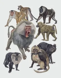 Primates Prints: Close-up of a group of cercopithecidaes