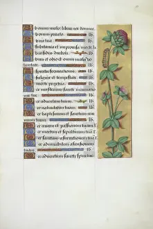 Larva Prints: Clover