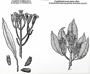 Cloves