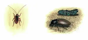 Arthropoda Prints: Cockroach