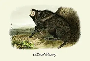 1850s Prints: Collared Peccary