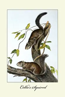 1850s Prints: Collies Squirrel