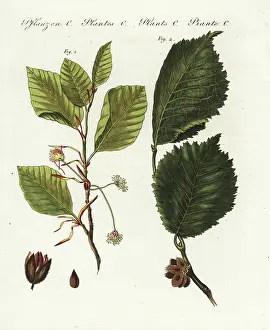 Beech Prints: Common beech tree - Common beech tree - Fagus sylvatica