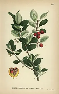Edward Alfred Barton Prints: Common cotoneaster, Cotoneaster integerrimus