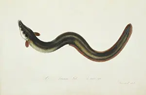 Common Eel