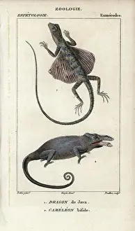 Lezard Prints: Common flying dragon, Java dragon