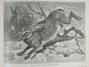 Leporid Prints: The common hare