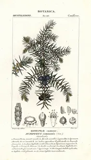 Verico Prints: Common juniper, Juniperus communis