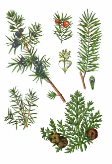 Bonesetter Prints: Common juniper, Juniperus communis (left)