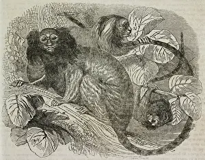 Three Animals Prints: Common marmoset (Callithrix jacchus)