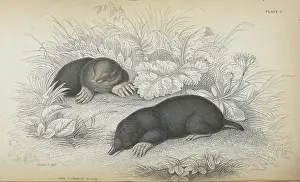 Images Dated 25th February 2025: The Common Mole