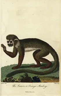 Singe Prints: Common squirrel monkey, Saimiri sciureus