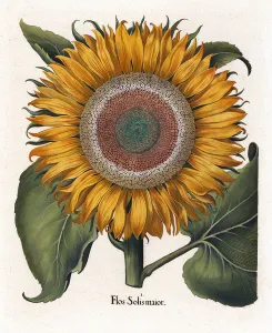 The Common Sunflower, Flos Solis Maior, 1713 (hand-coloured engraving) The Common Sunflower, Flos Solis Maior, 1713 (hand-coloured engraving)