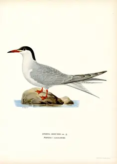 Bird Prints: Common Tern (colour litho)