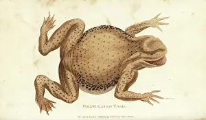 Common toad, Bufo bufo (Granulated toad, Rana ventricosa). Handcoloured copperplate engraving by Hill after an illustration by George Shaw from his General Zoology, Amphibia, London, 1801