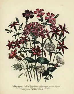 Handfinished Prints: Compact-flowered catchfly, Silene compacta