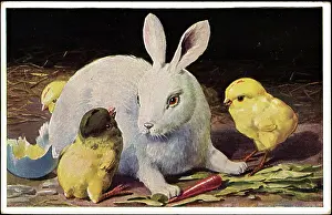 Framed Print : Congratulations Easter, Easter Bunny with Chick