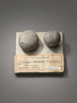 Fossile Prints: Conulus castanea (Echinoderms), Natural History Museum of Marseille
