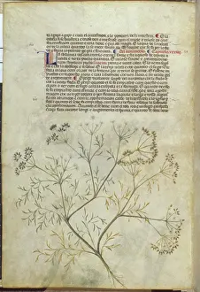 Herb Prints: Coriander