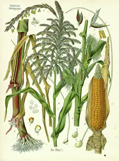 Maize Prints: Corn (colour litho)