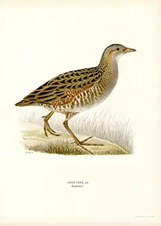 Corn Crake (colour litho)