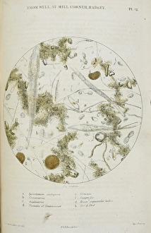 Substance Prints: From well at mill corner, Hadley