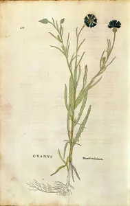 Universitys Library Prints: Cornflower (Centaurea cyanus)