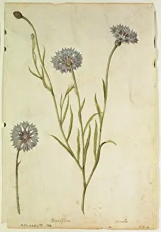 Jacques (1533-88) Le Moyne Prints: Cornflower: Centaurea cyanus, c.1568, by J.le Moyne de Morgues (c.1530-88)