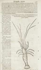 Crustacean Prints: Crayfish