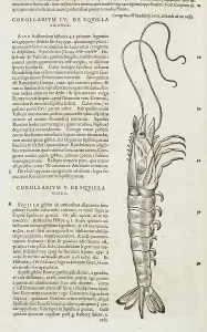 Crustacean Prints: Crayfish