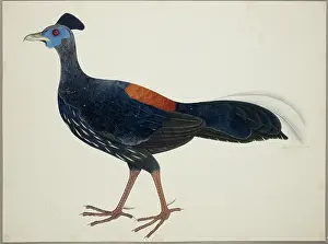 Pheasant Prints: Crested Fireback Pheasant