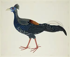 Pheasant Prints: Crested Fireback Pheasant