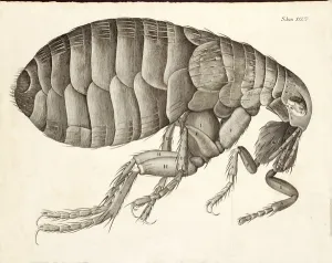 Robert Hooke Prints: Cross-section of a Flea from Micrographia, pub. 1665 (engraving)