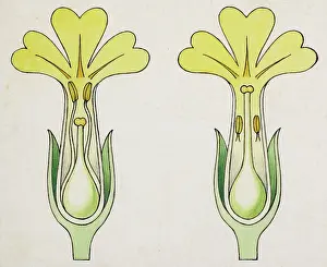 Biology Botany Prints: Cross-section of Primula, short-styled and long-styled