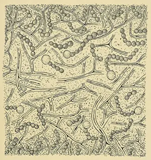 Lichen Prints: Cross-section of thallus (vegetative tissue), Collema pulposum lichen