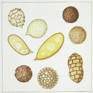 Spore Prints: Cryptogams