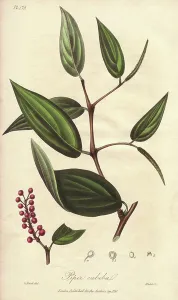 Stephenson Prints: Cubeb or Java pepper, Piper cubeba