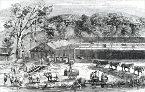 Durban Prints: The cultivation of arrowroot