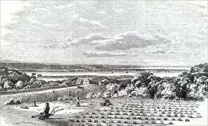 Fernando Alberto Prints: The cultivation of arrowroot