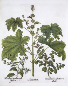 Curled Mallow, False Dittany, Cretan Horehound, from Hortus Eystettensis Curled Mallow, False Dittany, Cretan Horehound, from Hortus Eystettensis