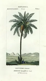 Stipple Prints: Date palm